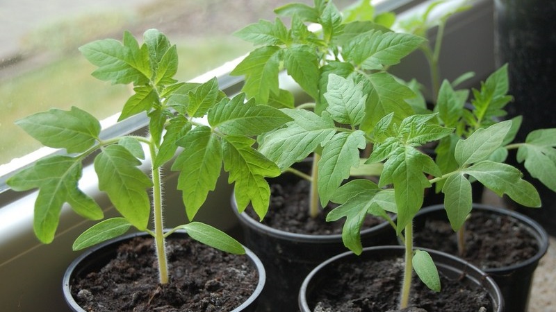 Helle und leckere Dekoration Ihres Sommerhauses - Monisto rosa Tomate