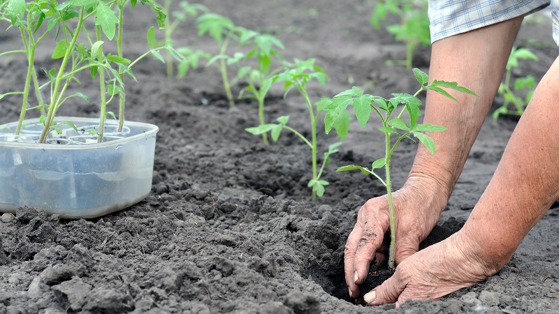 Eine unprätentiöse Sorte, die nur minimale Pflege erfordert - die japanische Zwerg-Tomate