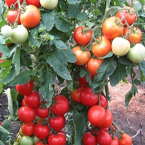 Eine unprätentiöse Sorte, die nur minimale Pflege erfordert - die japanische Zwerg-Tomate