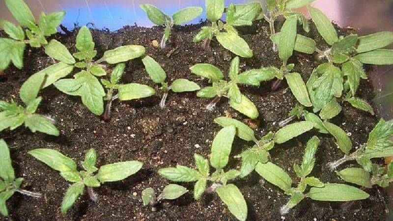 Eine unprätentiöse Sorte, die nur minimale Pflege erfordert - die japanische Zwerg-Tomate