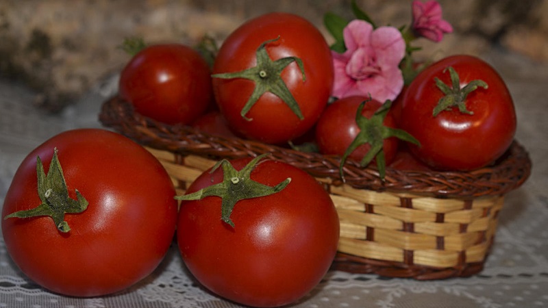 Eine unprätentiöse Sorte, die nur minimale Pflege erfordert - die japanische Zwerg-Tomate