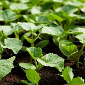 Eine ideale Hybride für die Zubereitung köstlicher Gerichte - Butterkrapfenkürbis und die Besonderheiten seines Anbaus