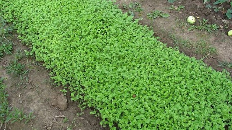 Auswahl des besten Gründüngers für Gurken im Herbst für Gewächshäuser und Freiflächen