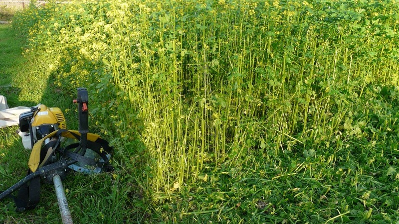 Auswahl des besten Gründüngers für Gurken im Herbst für Gewächshäuser und Freiflächen