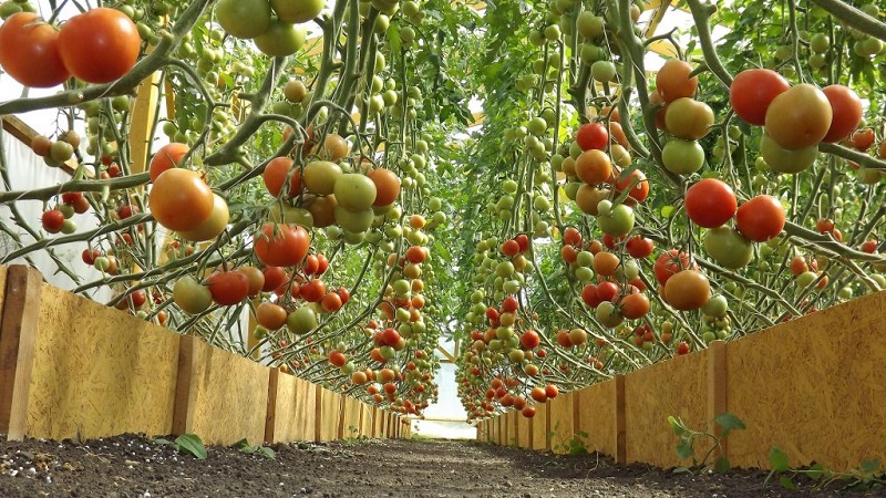 Hohe, ertragreiche Tomaten für Gewächshäuser: die besten Sorten und helfen bei der Auswahl der richtigen für Sie