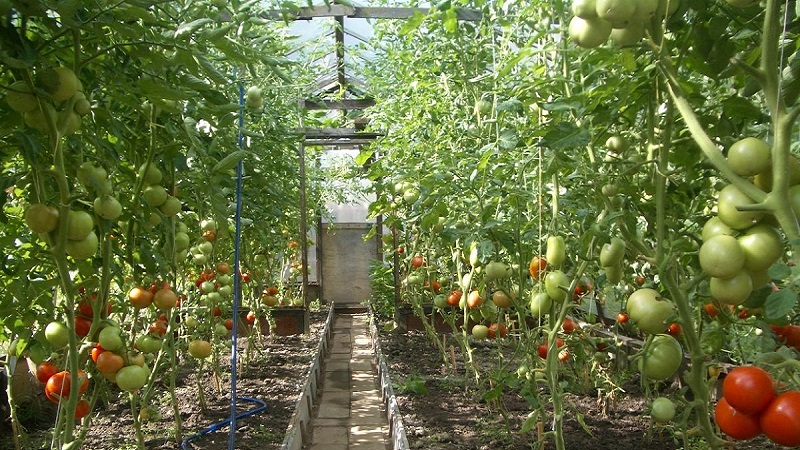 Hohe, ertragreiche Tomaten für Gewächshäuser: die besten Sorten und helfen bei der Auswahl der richtigen für Sie