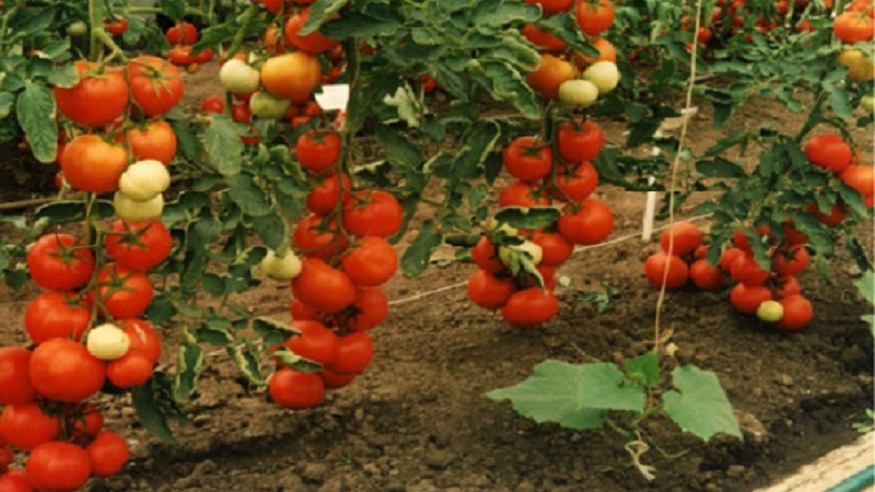 Hohe, ertragreiche Tomaten für Gewächshäuser: die besten Sorten und helfen bei der Auswahl der richtigen für Sie