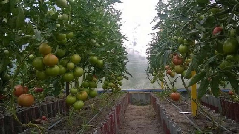 Hohe, ertragreiche Tomaten für Gewächshäuser: die besten Sorten und helfen bei der Auswahl der richtigen für Sie