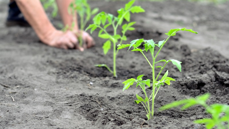 Eine helle Sorte mit reichem Geschmack - die Golden Bullet-Tomate: Wir bauen Pflanzen zum Neid aller Nachbarn an