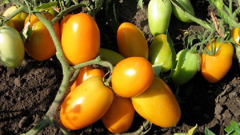 Eine helle Sorte mit reichem Geschmack - die Golden Bullet-Tomate: Wir bauen Pflanzen zum Neid aller Nachbarn an