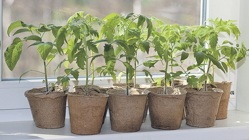 Eine helle Sorte mit reichem Geschmack - die Golden Bullet-Tomate: Wir bauen Pflanzen zum Neid aller Nachbarn an