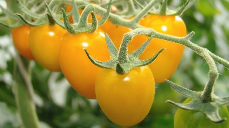 Strahlend sonnige Medizin direkt aus dem Garten: Was sind die Vorteile von gelben Tomaten und welche Vitamine und Mineralien enthalten sie?