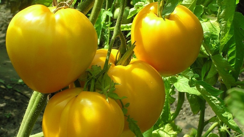 Strahlend sonnige Medizin direkt aus dem Garten: Was sind die Vorteile von gelben Tomaten und welche Vitamine und Mineralien enthalten sie?