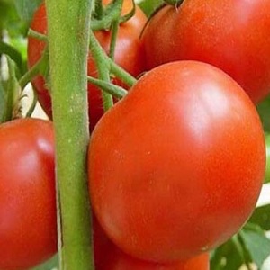 Kiváló ízlésű hibrid - Floridai paradicsom és annak előnyei