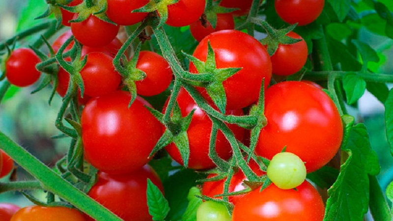 Kiváló ízlésű hibrid - Floridai paradicsom és annak előnyei