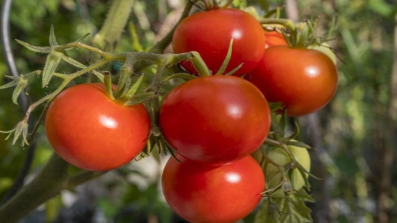 Eine frühe reiche Ernte zur Freude jedes Sommerbewohners - Tomate Polbig