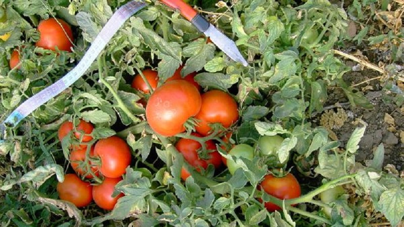 Eine frühe reiche Ernte zur Freude jedes Sommerbewohners - Tomate Polbig