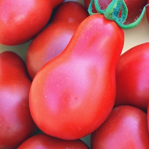 Besonderheiten der Früchte der Tomatensorte Pear Pink