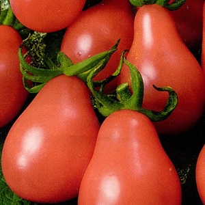 Besonderheiten der Früchte der Tomatensorte Pear Pink