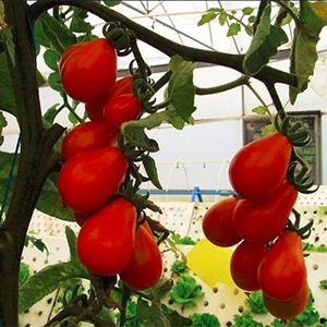 Besonderheiten der Früchte der Tomatensorte Pear Pink