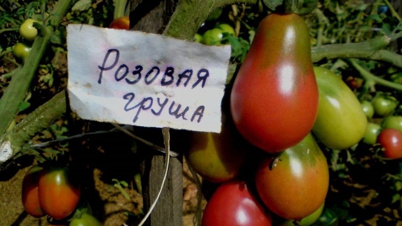 Besonderheiten der Früchte der Tomatensorte Pear Pink