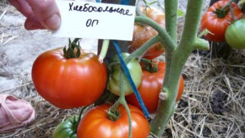 Lieblingstomaten der Gärtner Brot gesalzen: Wir werden trotz der Wetterbedingungen eine reiche Ernte anbauen