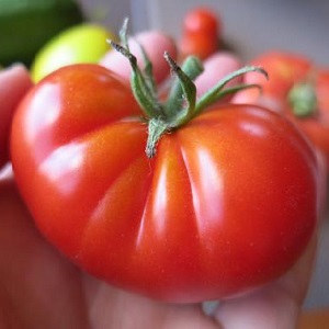 Lieblingstomaten der Gärtner Brot gesalzen: Wir werden trotz der Wetterbedingungen eine reiche Ernte anbauen