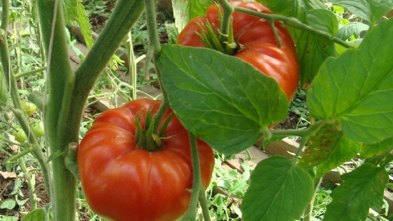 Inwieweit ist die Eternal Call-Tomatenkrankheit resistent und was kann ihren Ertrag steigern