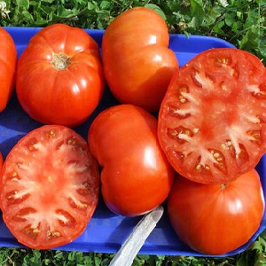 Inwieweit ist die Eternal Call-Tomatenkrankheit resistent und was kann ihren Ertrag steigern?