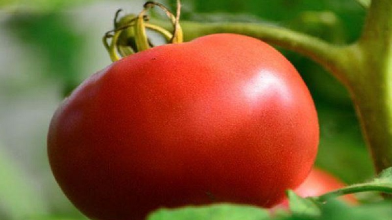 Inwieweit ist die Eternal Call-Tomatenkrankheit resistent und was kann ihren Ertrag steigern