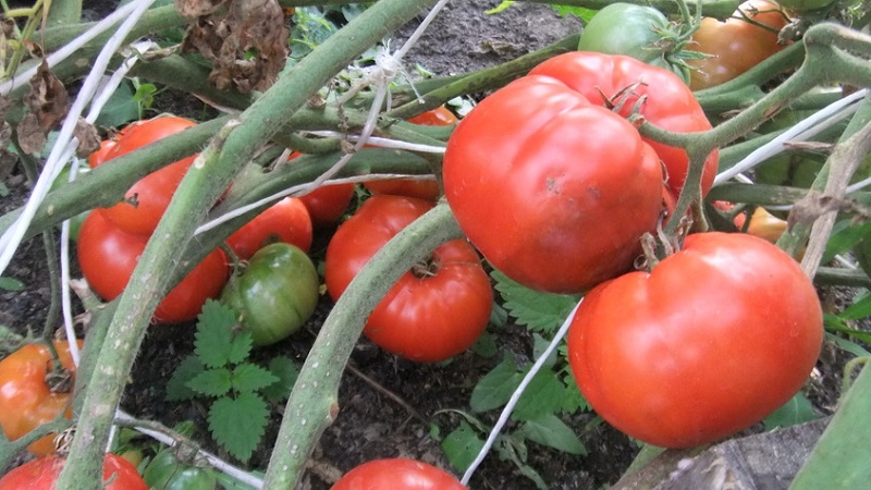 Inwieweit ist die Eternal Call-Tomatenkrankheit resistent und was kann ihren Ertrag steigern