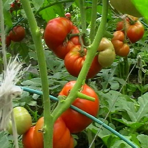 Inwieweit ist die Eternal Call-Tomatenkrankheit resistent und was kann ihren Ertrag steigern?