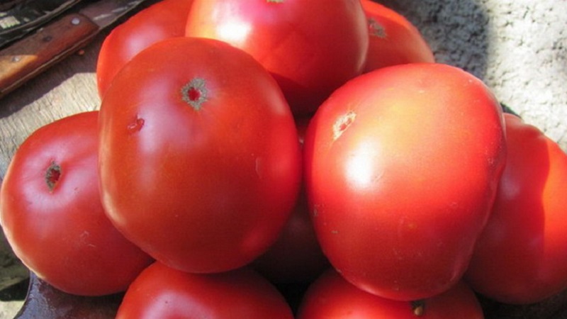 Inwieweit ist die Tomatenkrankheit Eternal Call resistent und was kann ihren Ertrag steigern?