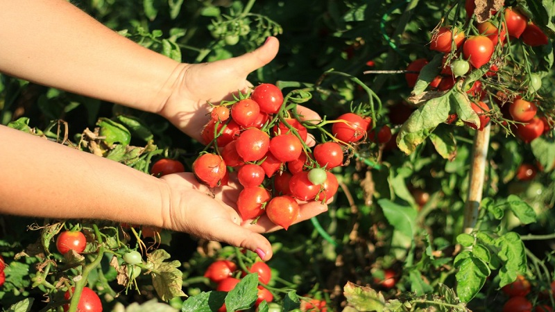 Wie man Tomatenkussgeranie mit kompakten Büschen, reichem Geschmack und stabilem Ertrag züchtet