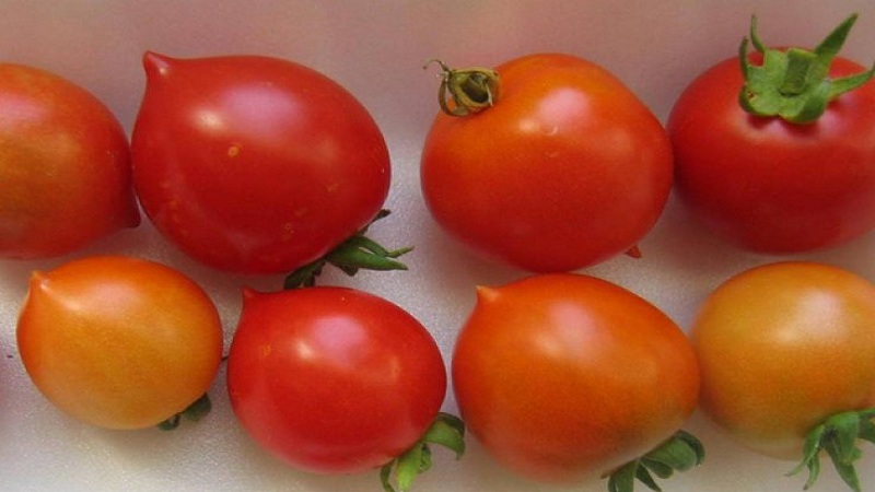 Wie man Tomatenkussgeranie mit kompakten Büschen, reichem Geschmack und stabilem Ertrag züchtet