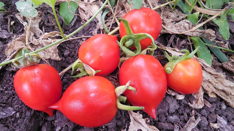 Wie man Tomatenkussgeranie mit kompakten Büschen, reichem Geschmack und stabilem Ertrag züchtet