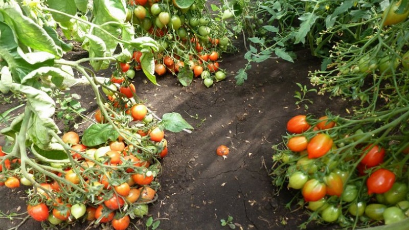 Wie man Tomatenkussgeranie mit kompakten Büschen, reichem Geschmack und stabilem Ertrag züchtet