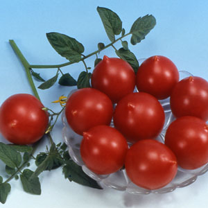 Wie man Tomatenkussgeranie mit kompakten Büschen, reichem Geschmack und stabilem Ertrag züchtet