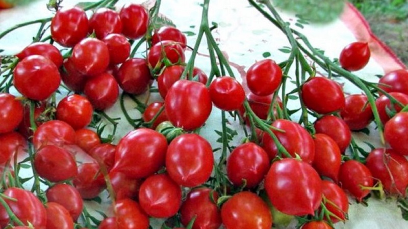 Wie man Tomatenkussgeranie mit kompakten Büschen, reichem Geschmack und stabilem Ertrag züchtet