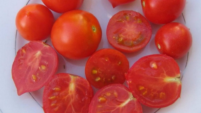 Wie man Tomatenkussgeranie mit kompakten Büschen, reichem Geschmack und stabilem Ertrag züchtet