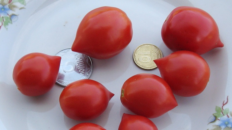 Wie man Tomatenkussgeranie mit kompakten Büschen, reichem Geschmack und stabilem Ertrag züchtet