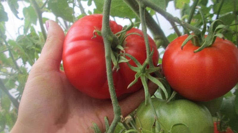 Wir erhalten eine reiche Ernte auch bei widrigen Wetterbedingungen und bauen Tomaten-Altai-Meisterwerk an