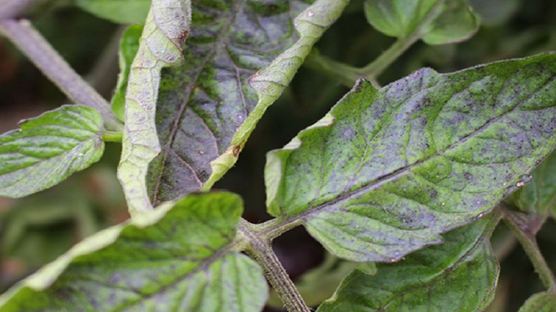 Auf den Tomatenblättern traten lila Flecken auf: Warum dies passieren könnte und wie Sie Ihre Tomatenernte retten können