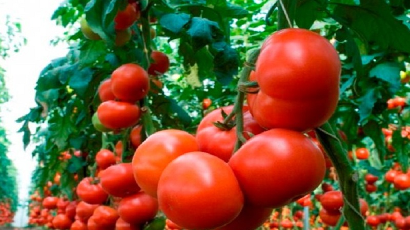 Großfruchtige holländische Hybrid-Mahitos-Tomaten: die Geheimnisse der richtigen Pflege für eine reichliche Ernte