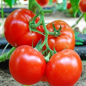 Großfruchtige holländische Hybrid-Mahitos-Tomaten: die Geheimnisse der richtigen Pflege für eine reichliche Ernte