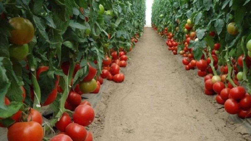 Großfruchtige holländische Hybrid-Mahitos-Tomaten: die Geheimnisse der richtigen Pflege für eine reichliche Ernte