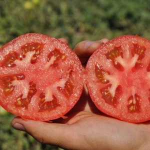 Großfruchtige holländische Hybrid-Mahitos-Tomaten: die Geheimnisse der richtigen Pflege für eine reichliche Ernte