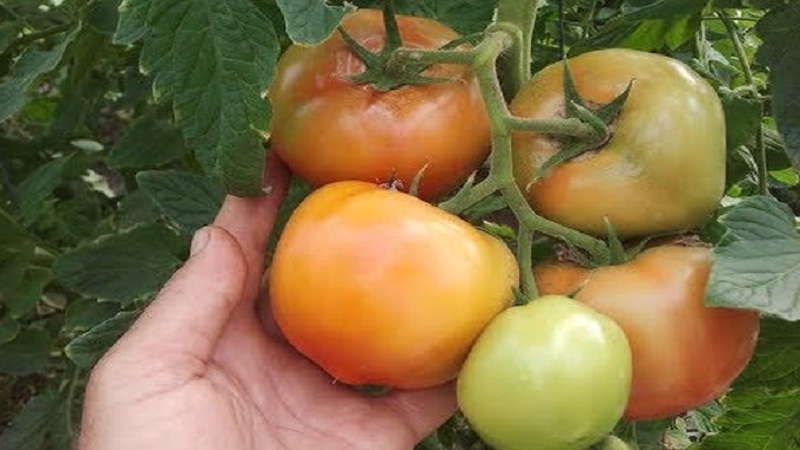 Großfruchtige holländische Hybrid-Mahitos-Tomaten: die Geheimnisse der richtigen Pflege für eine reichliche Ernte