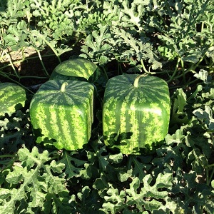 Gibt es blaue Wassermelonen oder ist es ein Internet-Mythos?