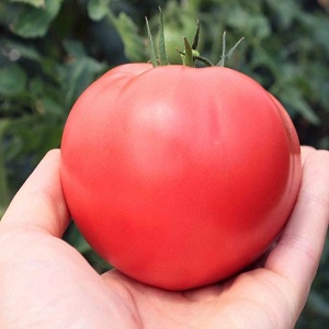 In welchem ​​Boden liefert die Rosmarintomate den höchsten Ertrag und was beeinflusst sie sonst noch?